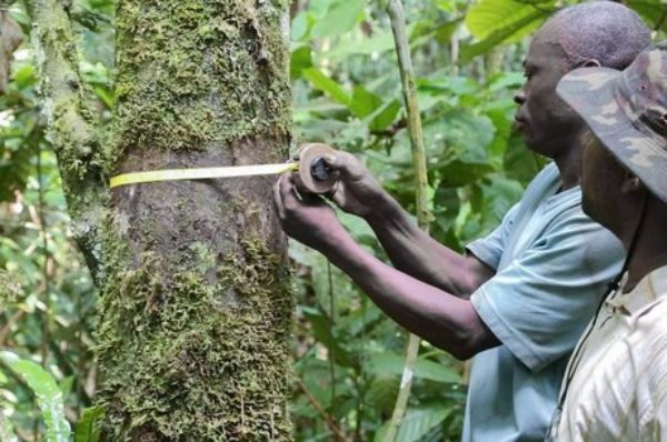 Congo : pourquoi démocratiser l’accès aux ressources forestières de la Sangha