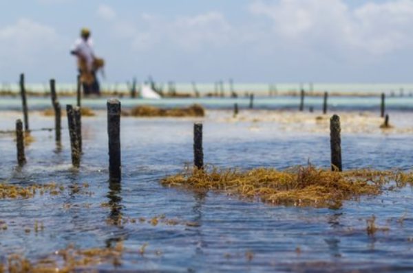 Aquaculture : lancement en Namibie de la première ferme de varech à grande échelle au monde