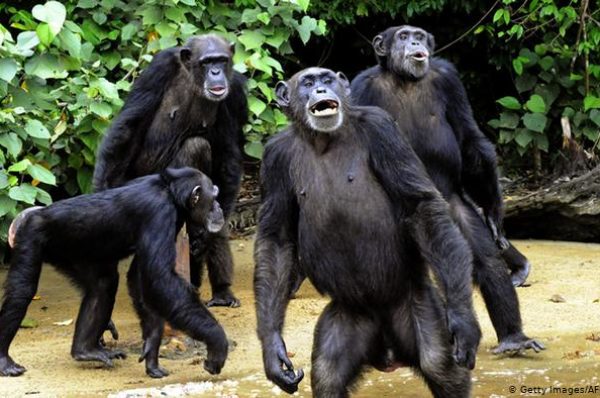 En Guinée, un projet ferroviaire menace des chimpanzés